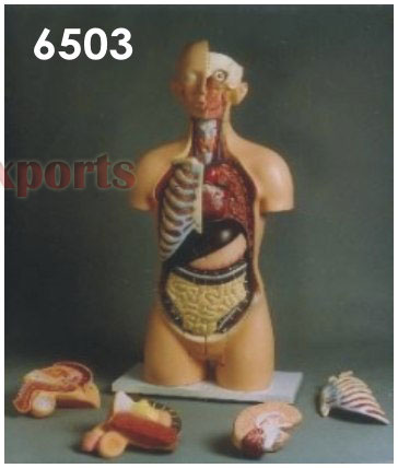 HUMAN TORSO WITH INTERCHANGEABLE SEX ORGANS